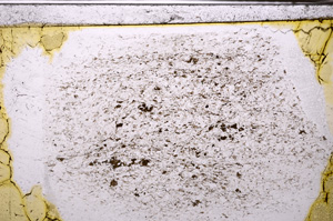 Plane Polarized, E34342