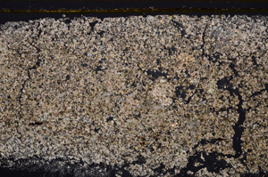 Cross Polarized, E34543