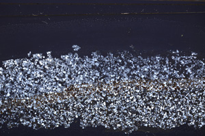 Cross Polarized, E34577