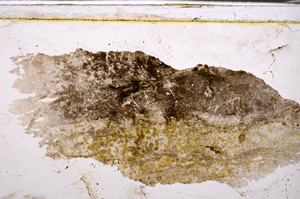 Plane Polarized, E34630