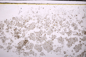 Plane Polarized, E34719