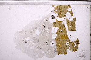 Plane Polarized, E34855