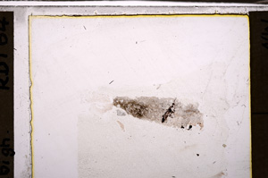 Plane Polarized, E34881