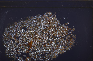 Cross Polarized, E34903