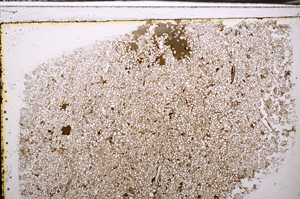 Plane Polarized, E34904