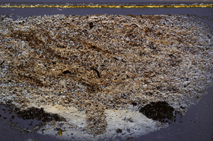 Cross Polarized, E35018