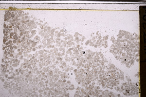 Plane Polarized, E35114