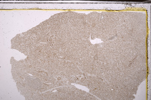 Plane Polarized, E35131