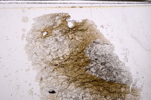 Plane Polarized, E35215