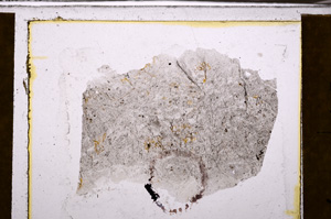 Plane Polarized, E35216