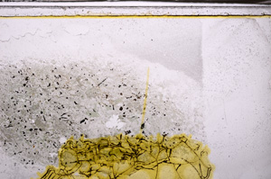 Plane Polarized, E35295