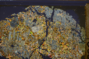 Cross Polarized, E35557