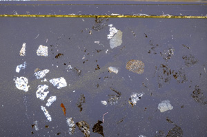 Cross Polarized, E35591