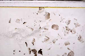 Plane Polarized, E35591