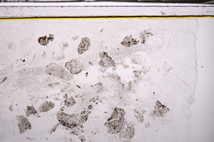 Plane Polarized, E35593