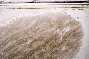 Plane Polarized, E35933