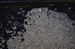 Cross Polarized, E35947