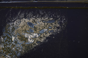 Cross Polarized, E35955