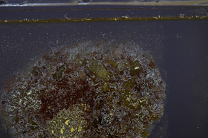 Cross Polarized, E35957