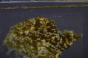 Cross Polarized, E35958