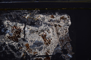 Cross Polarized, E35959