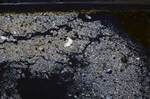 Cross Polarized, E35982