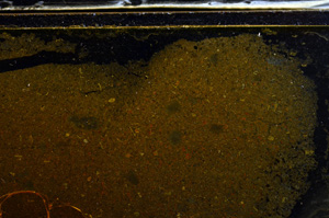Cross Polarized, E35996