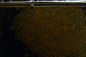 Cross Polarized, E36012