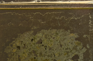 Plane Polarized, E36018