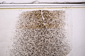 Plane Polarized, E36156