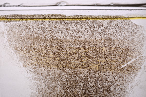 Plane Polarized, E36160