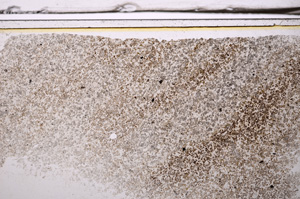 Plane Polarized, E36165