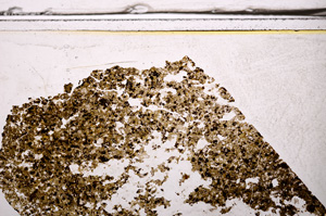 Plane Polarized, E36169