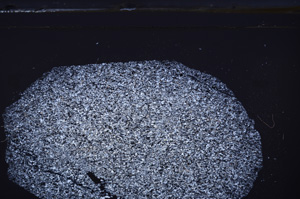 Cross Polarized, E36265