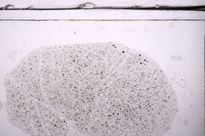 Plane Polarized, E36265