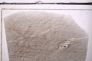 Plane Polarized, E36269