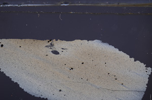 Cross Polarized, E36293