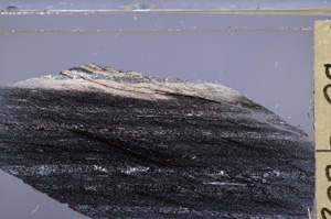 Cross Polarized, E36296