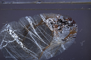 Cross Polarized, E36315