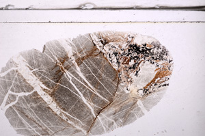 Plane Polarized, E36315