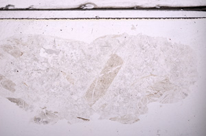 Plane Polarized, E36317