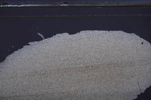 Cross Polarized, E36320