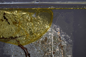 Cross Polarized, E36397