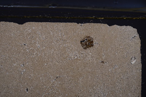 Cross Polarized, E36608