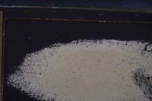 Cross Polarized, E36612