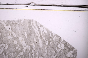 Plane Polarized, E36638