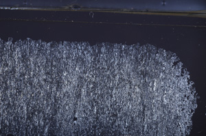 Cross Polarized, E36652