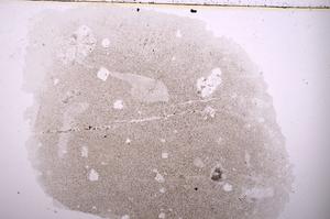 Plane Polarized, E36732