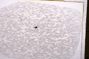 Plane Polarized, E36741
