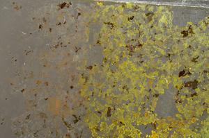 Plane Polarized, E36899